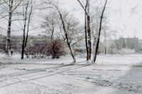 Kaboompics - Snow-Covered Trees and Quiet Walking Path in a Winter Park