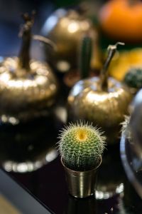 Kaboompics - Golden ornamental pumpkins with cactuses
