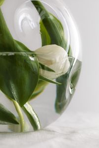 Kaboompics - White Flower Bud and Leaves in a Round Glass Vase