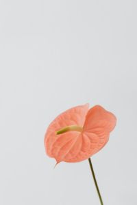 Kaboompics - Side View of a Coral Anthurium Bloom on a Slender Stem, Minimalist Flower Portrait