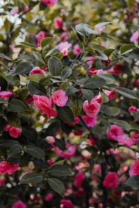 Kaboompics - Delicate Pale Rose Flower Against Soft Garden Greenery
