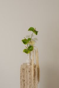 Kaboompics - Green Plant on a Travertine Pedestal with Fringed Textile