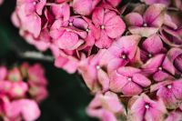 Kaboompics - Hydrangea