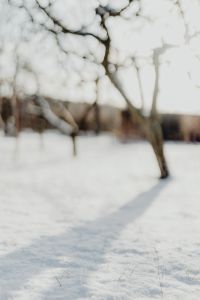 Kaboompics - Fresh snow in the garden