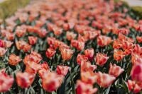 Kaboompics - Soft Pink Tulips Blooming in a Spring Flower Bed