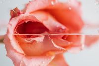 Kaboompics - Macro Rose Petals at the Waterline, Abstract Floral Texture
