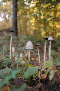 Kaboompics - Tall Wild Mushrooms with Blurred Autumn Forest Background