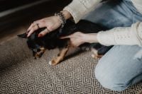 Kaboompics - Petting the little cute dog