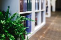 Kaboompics - Fern in a bookstore