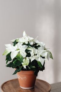 Kaboompics - White Poinsettia Plant with Terracotta Pot