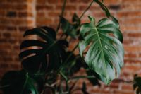 Kaboompics - Green leaves of Monstera plant growing at home