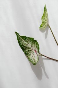 Kaboompics - Two Caladium Leaves Resting on White Fabric