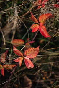 Kaboompics - Layered Orange and Red Leaves in Autumn Close Focus