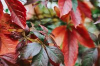 Kaboompics - Red and Bronze Autumn Leaves in Close-Up