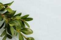 Kaboompics - Buxus - Boxtree - Boxwood