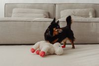 Kaboompics - Black Dog Watching Plush Toys on a Neutral Carpet