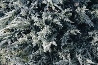 Kaboompics - Dense Snow-Dusted Shrubs in a Winter Forest, Textured Frosty Foliage Background