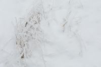 Kaboompics - Frosted Winter Woodland With Snow Covered Ground
