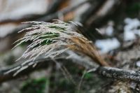 Kaboompics - Dried Grass Plume on a Fallen Branch in Woodland