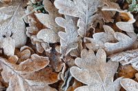 Kaboompics - Overhead Frosted Brown Leaves on the Ground for Autumn-to-Winter Textures