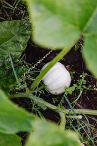 Kaboompics - Partly Hidden White Pumpkin Under a Curling Garden Vine