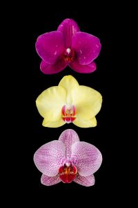 Kaboompics - Yellow Orchid Flower Isolated On Black Background