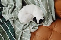 Kaboompics - Top View of Sleeping Dog on Striped Sofa Blanket