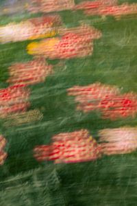 Kaboompics - Red, Pink and Yellow Flowers in Soft Motion Blur