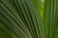 Kaboompics - Tropical Green Leaf Close-Up with Botanical Texture