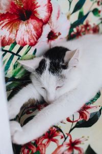 Kaboompics - Essential element to support a wall unit - the cat
