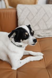Kaboompics - Black and White Small Dog Relaxing on a Leather Sofa with a Knit Cushion