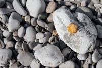Kaboompics - Small Seashell on a Pale Rock among Smooth Beach Pebbles