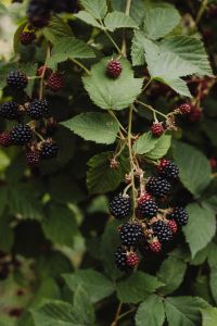 Kaboompics - Blackberries and Green Leaves Close-Up