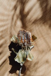 Kaboompics - Dried Hydrangea Flower on Beige Fabric in Sunlight