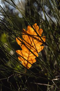 Kaboompics - Sunlit Autumn Leaf Tangled in Dark Pine Needles