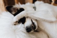 Kaboompics - Sleepy Dog Hiding Its Face Under a Paw, Close-Up Portrait