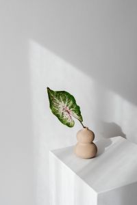 Kaboompics - Single Caladium Leaf in a Small Beige Vase on a White Pedestal