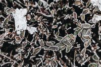 Kaboompics - Snow Clinging to a Cluster of Frozen Leaves