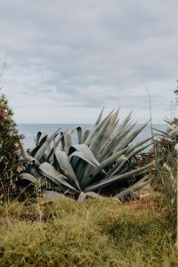 Kaboompics - Plants of Portugal