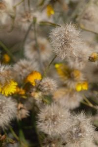 Kaboompics - Dreamy Wildflower Texture in Summer Light