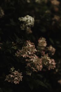 Kaboompics - Fading Hydrangea Flowers in a Dark Autumn Garden