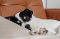 Kaboompics - Peaceful Puppy Nap on a Leather Armchair for Cozy Home Lifestyle Photos