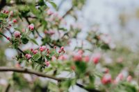 Kaboompics - A blooming apple trees in spring