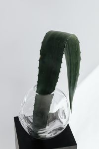 Kaboompics - Curved Agave Leaf In Round Glass Vase For Minimalist Interior Design