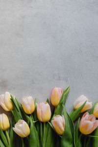Kaboompics - Small Tulip Bouquet at the Bottom of a Gray Background for Spring Announcement Design