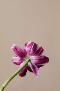 Kaboompics - Back View Of Purple Dried Flower