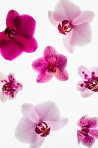 Kaboompics - Scattered Pink Orchid Flowers On White Minimal Background