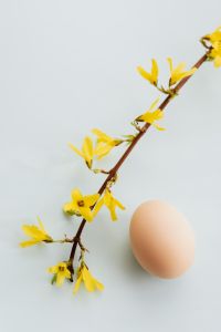Kaboompics - Easter Eggs & Forsythia