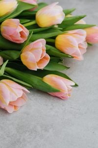 Kaboompics - Close-Up Bouquet of Pink and Yellow Tulips for Botanical Wallpaper and Floral Branding