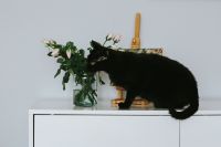 Kaboompics - Black cat with flowers and a painting
